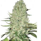 WHITE WIDOW (FEMINISED) - GREEN HOUSE SEED CO